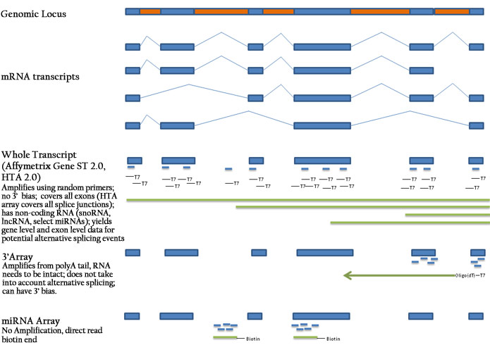 Affymetrix Microarray Differences in Array Design